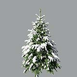 Picea pungens winter_01(3,3m)_snow_winter_green_A