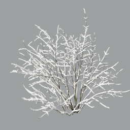 Sambucus_nigra with snow_3DShaker_L