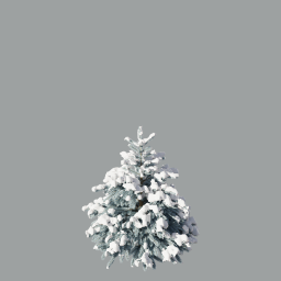Picea pungens winter_01(1,8m)_3DShaker_snow_winter_silver_L