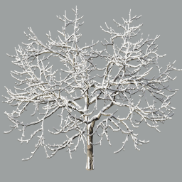 Malus fruit tree winter 4,8m_snow_A