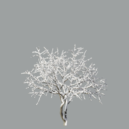 Malus fruit tree winter 3,3m_snow_L