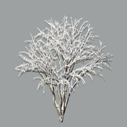 Malus fruit tree winter 3,9m_snow_L
