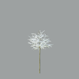 Acer_Variegatum_0204(2.7m)_snow_A