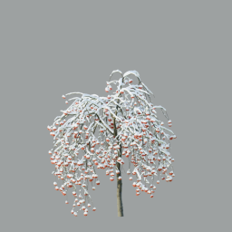 Rowan_pendula_0101(3m)_winter_snow_A