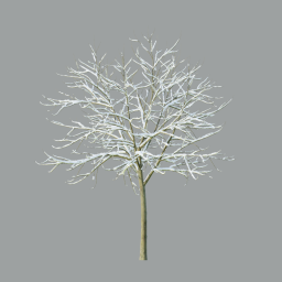 Acer_Variegatum_0201(4.1m) with snow_3DShaker_L
