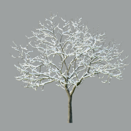 Malus_05_winter_3DShaker_L