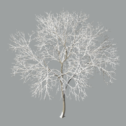 Ash-tree_01_winter(13.1m)_winter_A