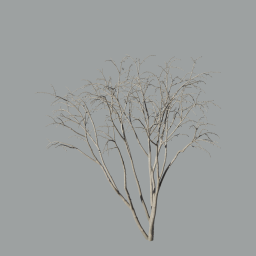 Malus_Hybridus_0101_winter_A