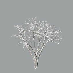 Malus_Hybridus_0102_snow_A