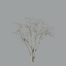Malus_Hybridus_0102_winter_A