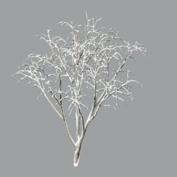 Malus_Hybridus_0103_snow_A