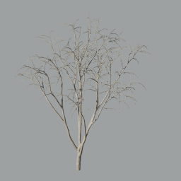 Malus_Hybridus_0103_winter_A