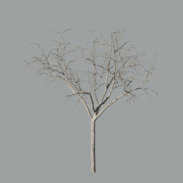 Malus_Hybridus_0104_winter_A
