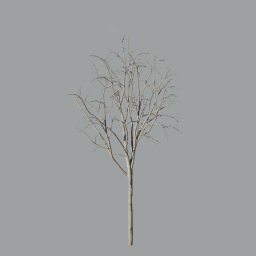 Malus_Hybridus_0105_winter_A