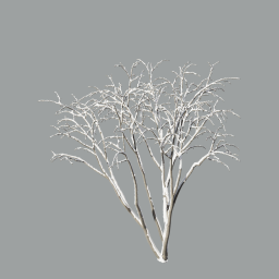 Malus_Hybridus_0101_winter_snow_L