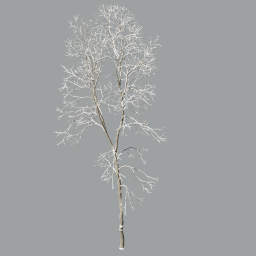 Ash-tree_0601_winter(22.6m)_A