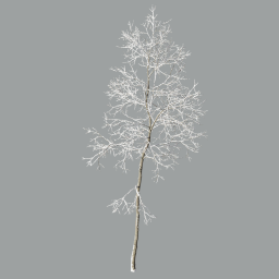 Ash-tree_0602_winter(19.8m)_A