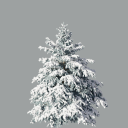 Picea_pungens_0602(3.8m)_snow_winter_silver_A