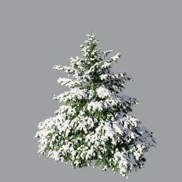 Picea_pungens_0602(3.8m)_snow_winter_green_L