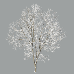 Ash-tree_07_winter(15.5m)snow_L