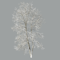 Ash-tree_04_winter(18m)_A
