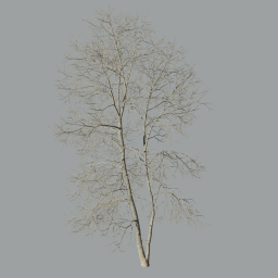 Ash-tree_04_winter(18m)without snow_A