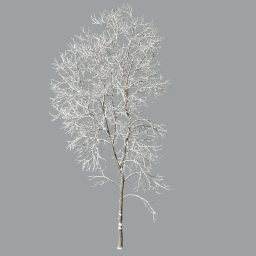 Ash-tree_05_winter(21.2m)_A