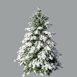 Picea_pungens_0601(5.2m)_winter_snow_green_A