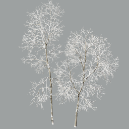 arranged_Ash-trees_winter_L