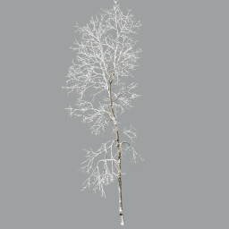 Ash-tree_0201_winter(18.2m)_snow_L