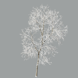 Ash-tree_0202_winter(15.5m)_snow_L