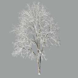 Ash-tree_03_winter(17m)snow_A