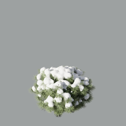 Pinus_Mugo_1301_snow_A