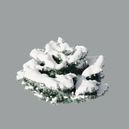 Glauca_globosa_105_snow_L