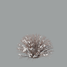 Spiraea_japonica004_snow_L