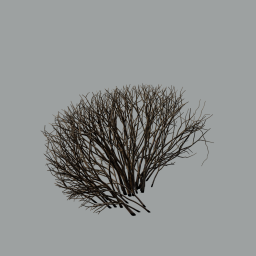 Cotoneaster_hedge_0101_winter_A