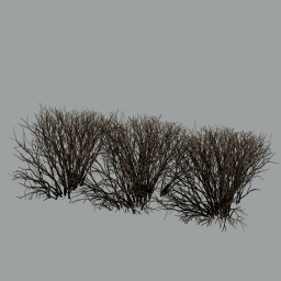 Cotoneaster_hedge_0104_winter_A