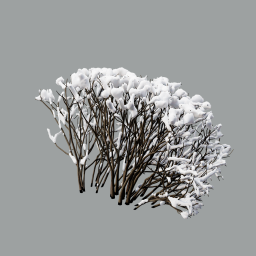 Cotoneaster_hedge_0105_winter_A