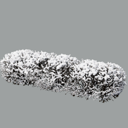 arranged Cotoneaster_hedge_0105_snow-ALL_L