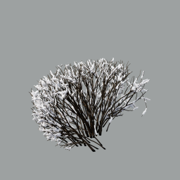Cotoneaster_hedge_0101_winter_snow-light_L