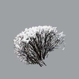 Cotoneaster_hedge_0101_winter_snow-xheavy_L