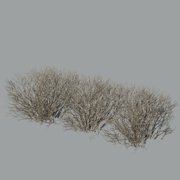Cotoneaster_hedge_0302_snow_winter_A