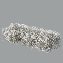 Cotoneaster_hedge_0302_snow_light_L