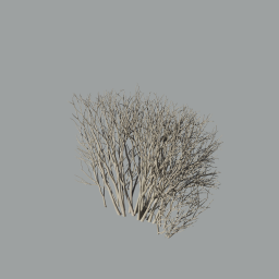 Cotoneaster_hedge_0303_snow_winter_L