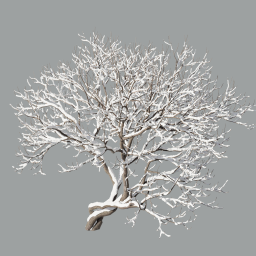 Syringa_Vulgaris_0401_Winter_A