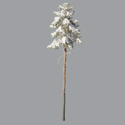 Pinus_Sylvestris_3105(23m)Winter_A