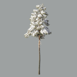 Pinus_Sylvestris_3103(21.7m)_with snow_winter 3DShaker_L