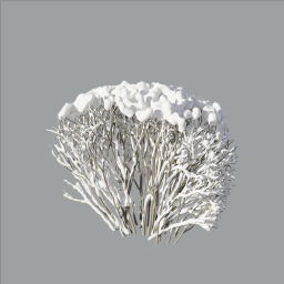 Cotoneaster_hedge_0202_winter_end_A