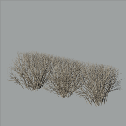 Cotoneaster_hedge_0204_winter_A
