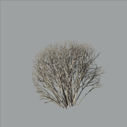 Cotoneaster_hedge_0201_winter_end_L